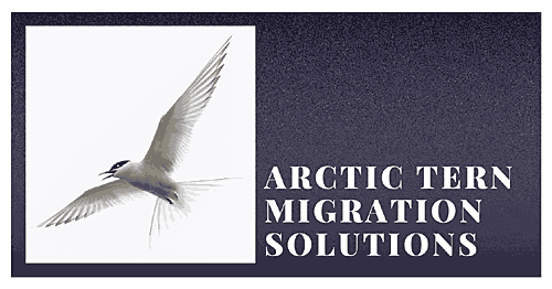 ARCTIC TERN MIGRATION SOLUTIONS